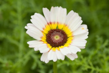 Gerbera