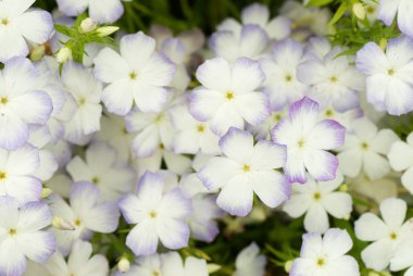 Phlox arka plan