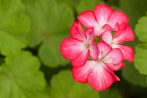 stock image Geraniums