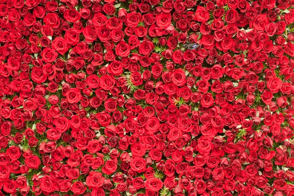 Wand aus Rosen — Stockfoto