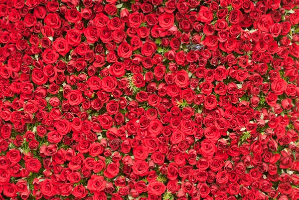 Vägg av rosor Royaltyfria Stockbilder