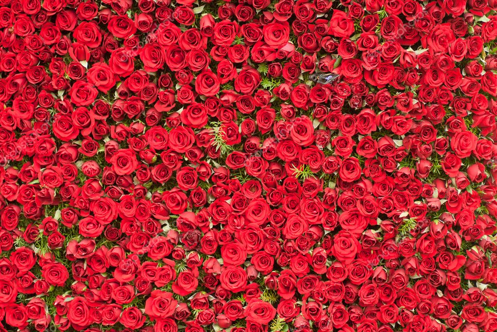 Wall of Roses Stock Photo by ©yellowcrest 12014800