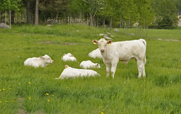 Fehér tehenek — Stock Fotó