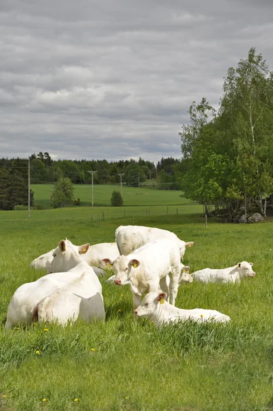 Vacas brancas — Fotografia de Stock