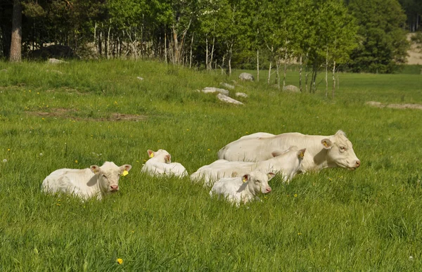 Vacas brancas — Fotografia de Stock