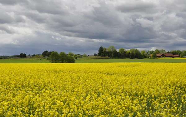 stock image Landscape in sweden