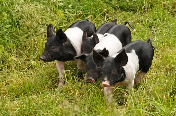 Щасливі свині — стокове фото