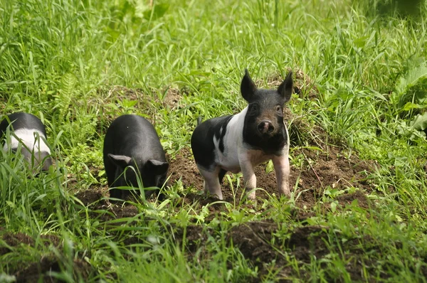 Счастливая свинья — стоковое фото