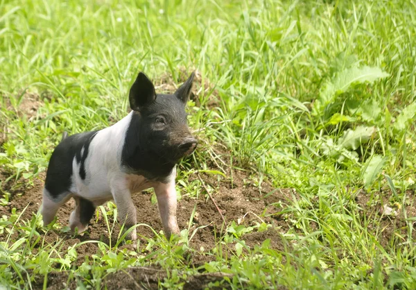 행복 돼지 — 스톡 사진