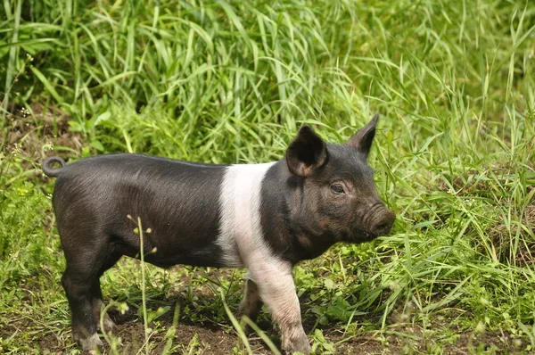 Cerdo feliz — Foto de Stock