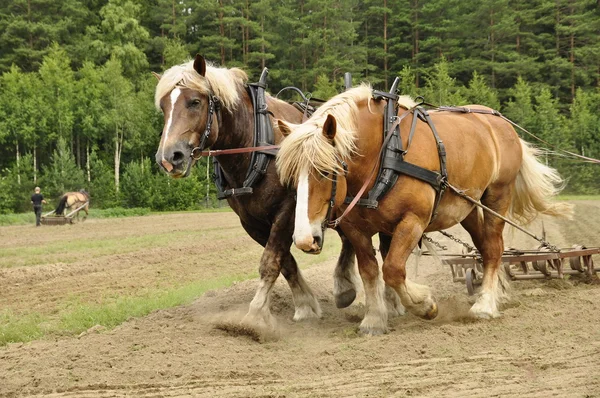 Рабочая лошадь — стоковое фото