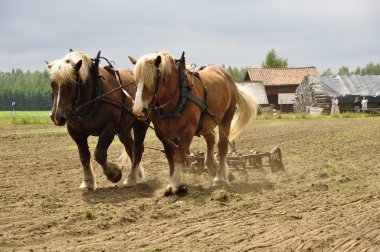 çalışma at