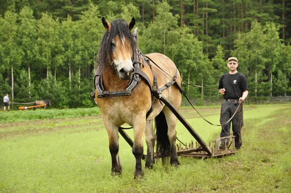 Koń roboczy — Zdjęcie stockowe