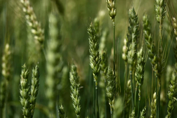 Пшениця подробиці — стокове фото