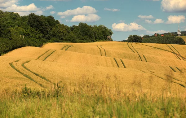 Paisagem de verão com campo de trigo — Fotografia de Stock