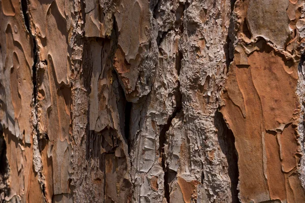 stock image Pine trunk close-up