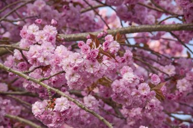 Pink cherry blossom tree in spring clipart