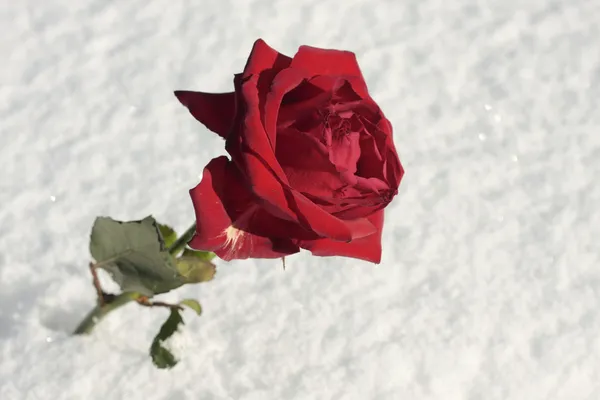 Rote Rosenblüte auf frühlingshaftem Schnee — Stockfoto