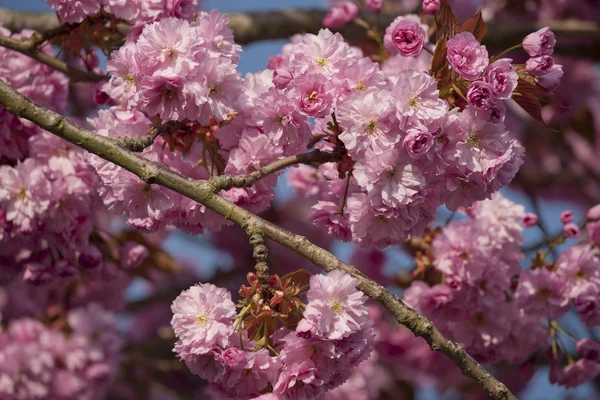 Růžový třešňový květ strom na jaře — Stock fotografie
