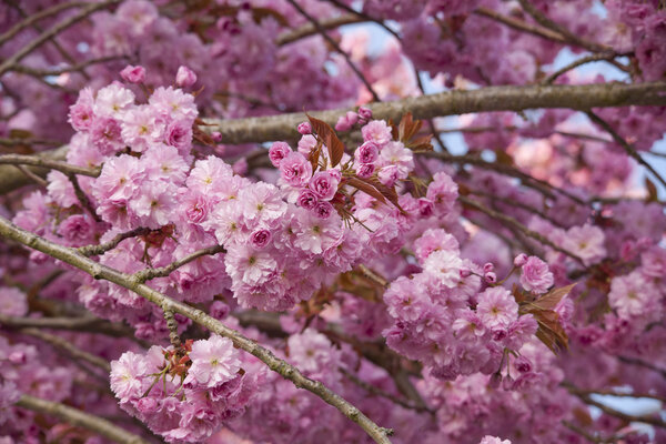 Pink cherry blossom tree in spring