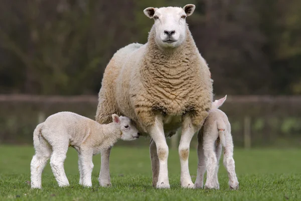 Ovce a jehňata pastvy ve venkovské oblasti — Stock fotografie