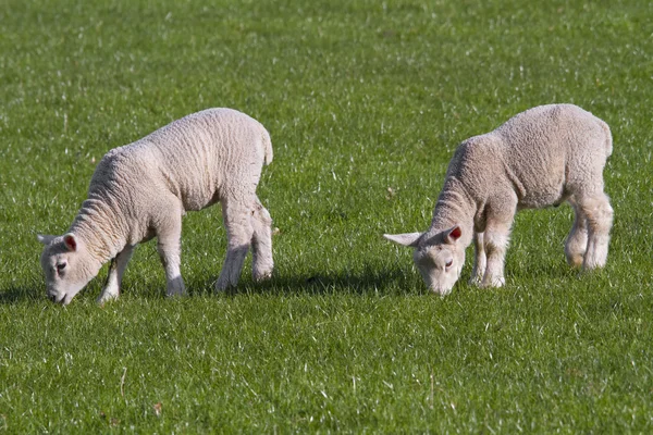 Corderos pastando en el campo rural — Foto de Stock