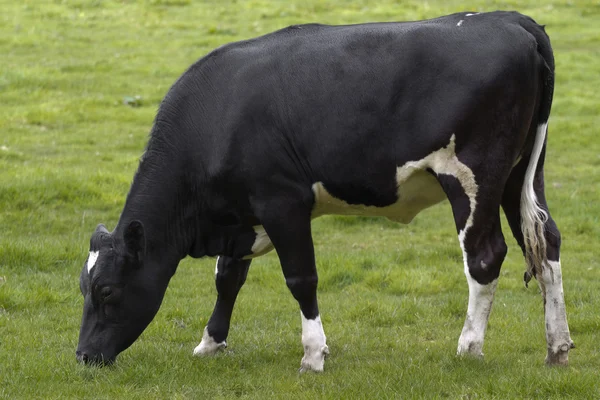 Выпас коров на пастбищах — стоковое фото