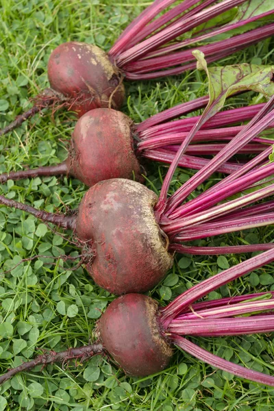 Freshly picked beetroot vegetables — Stock Photo, Image