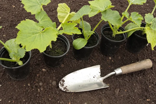 Planting vegetable seeds in prepared soil in spring — Stockfoto