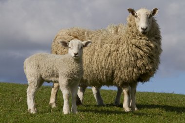 Sheep and lamb grazing in rural countryside clipart