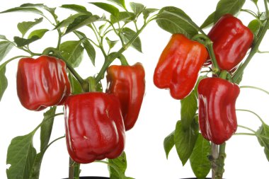 Sweet peppers plant isolated over white clipart