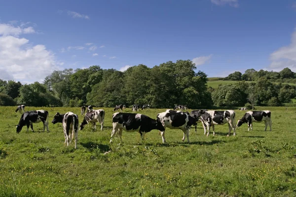 Kráva pasoucí se v čerstvé pastviny — Stock fotografie