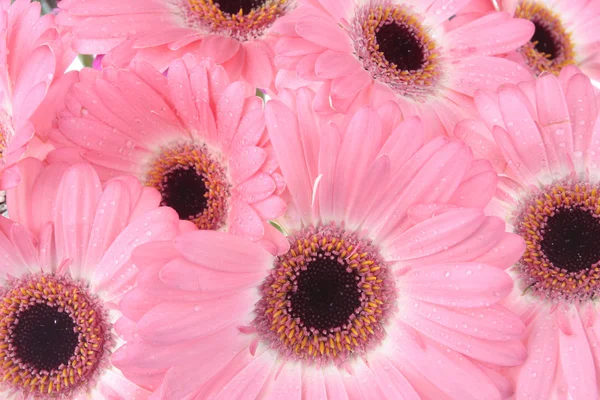 Gerbera flores aisladas en blanco —  Fotos de Stock