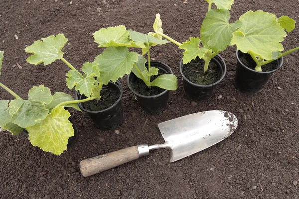 Plantando legumes em solo preparado na primavera — Fotografia de Stock
