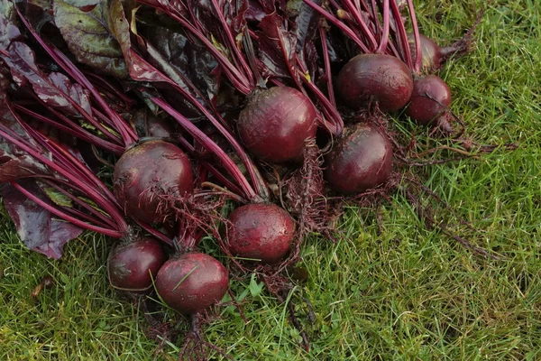 Legumes de beterraba recém-colhidos — Fotografia de Stock