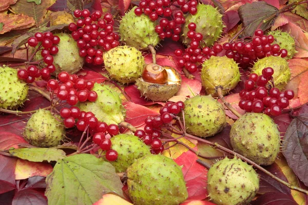 Podzimní kaštany a divoké červené bobule na listech — Stock fotografie