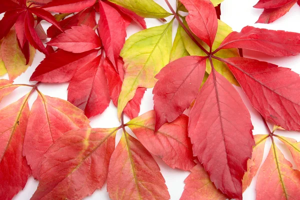 Pile of colorful autumn leaves background — Stock Photo, Image