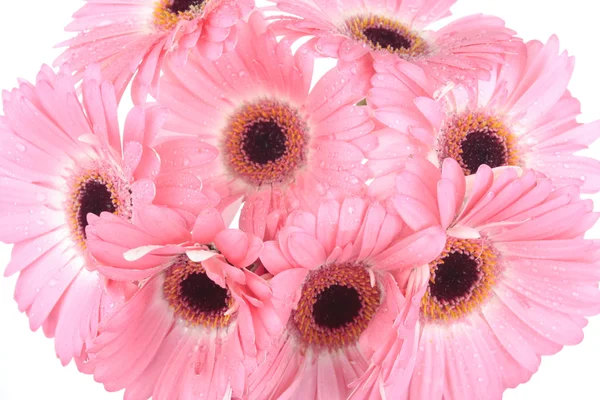 Gerbera fiori isolati su bianco — Foto Stock