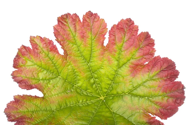 Buntes Herbstblatt färbt sich rot — Stockfoto