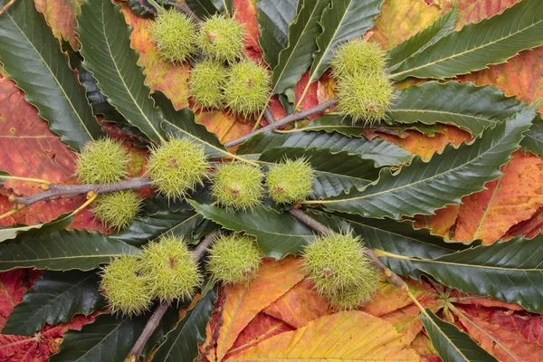 Bunte Herbstblätter und Kastanien — Stockfoto