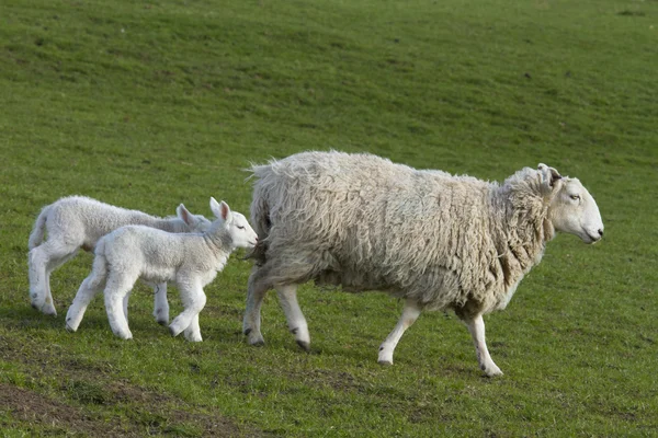 Pecora e agnello al pascolo nelle campagne rurali — Foto Stock