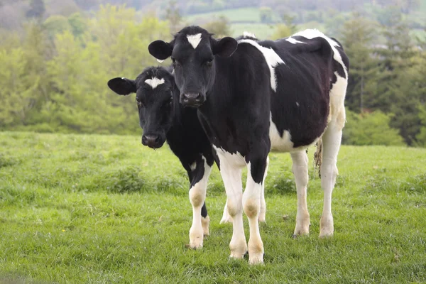 Vacas que pastam em pastagens frescas — Fotografia de Stock