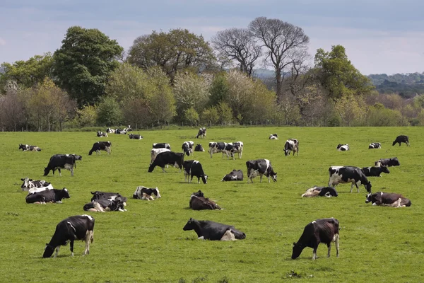 Krávy na pastvě v čerstvé pastviny — Stock fotografie