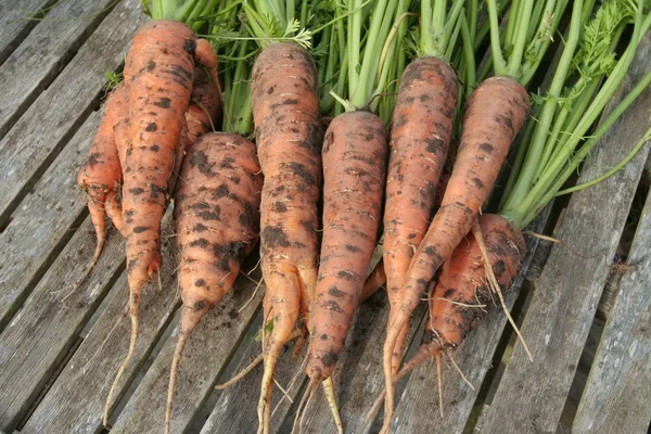 Mazzo di carote mature fresche sul tavolo da giardino — Foto Stock