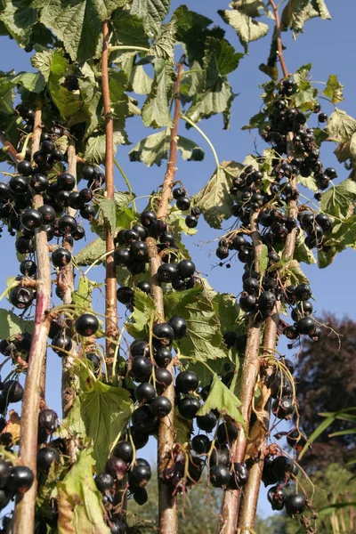Rijp zwart krenten plant groeit in de zomer — Stockfoto