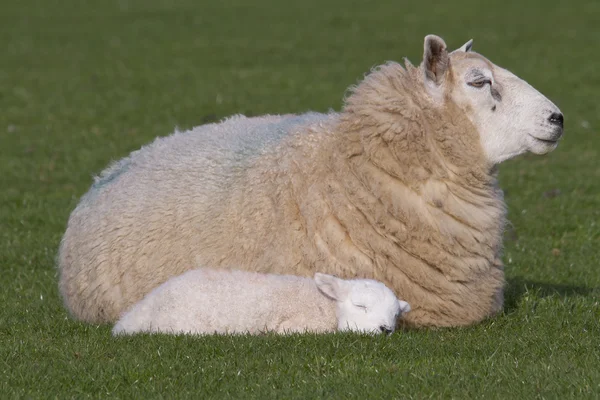 Овцы и ягненок отдыхают в сельской местности — стоковое фото