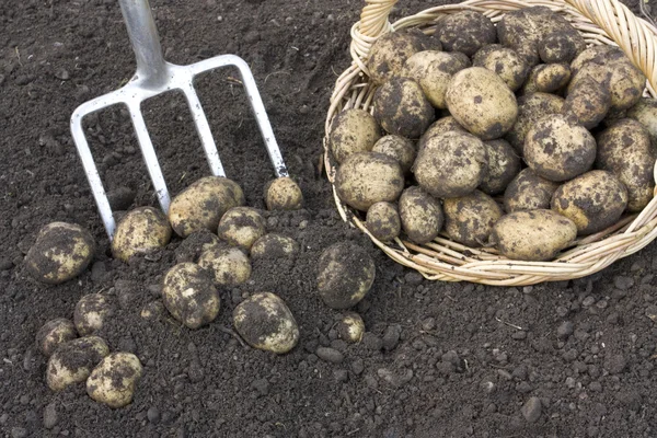 Fresh potatoes dug out of soil — Stock Photo, Image