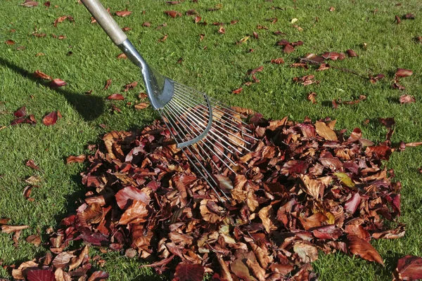 Pile of autumn leaves and rake on grass lawn — Stock Photo, Image