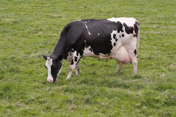 stock image Cow grazing in fresh pastures