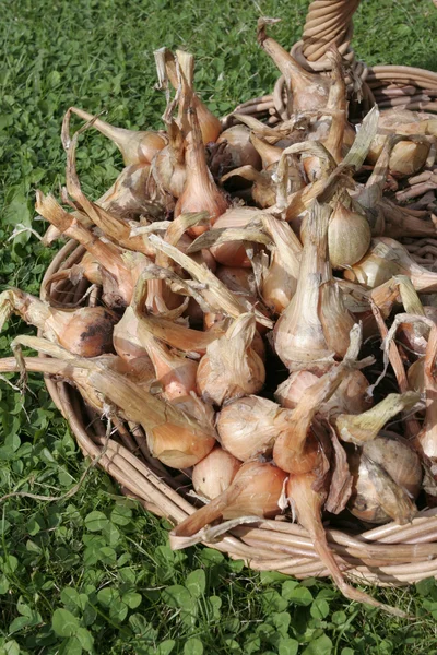 Frische Zwiebeln Schalotten auf Korb — Stockfoto